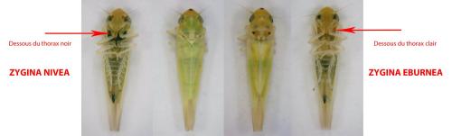 Zygina divers